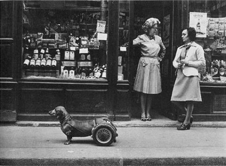 Le Chien a Roulettes (1977년경)
